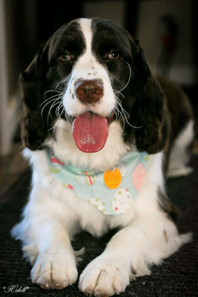 funny dog with big tongue